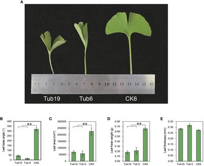 Formation mechanism and regulation analysis of trumpet leaf in Ginkgo biloba L